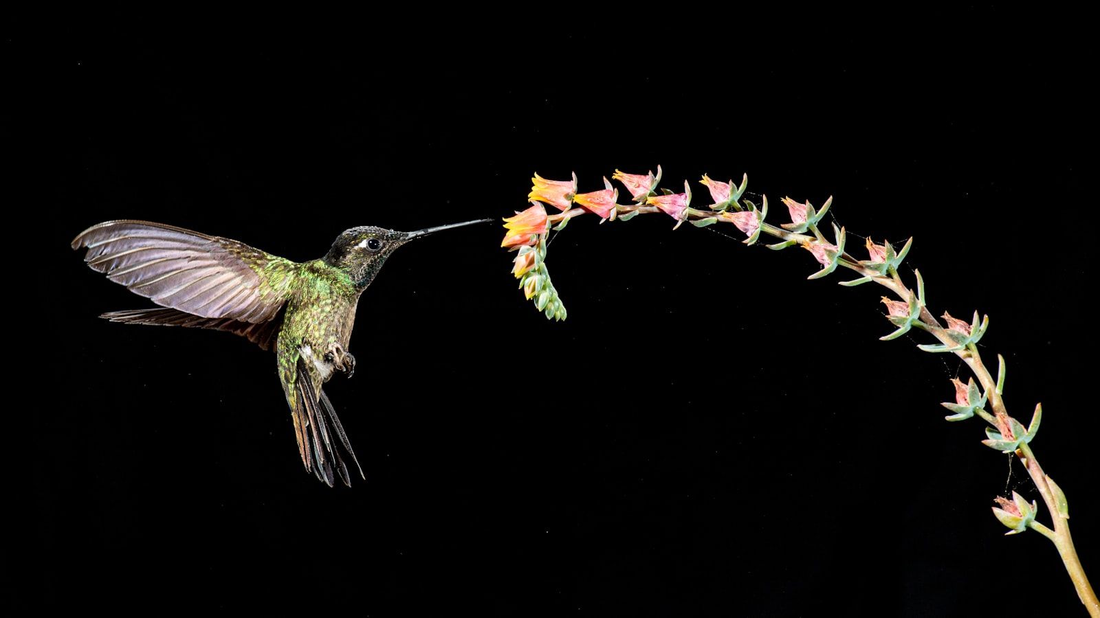 A hummingbird hovering against a black background — colibrì is Italian for hummingbird, the engine's namesake